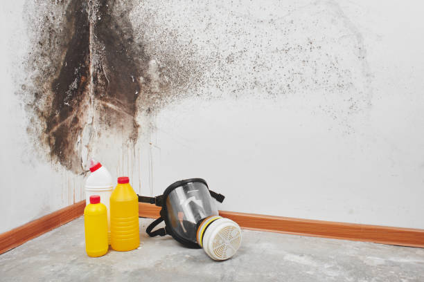 Best Local Mold Removal Service  in La Luz, NM