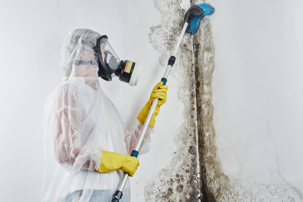 Best Mold Cleaning Services  in La Luz, NM