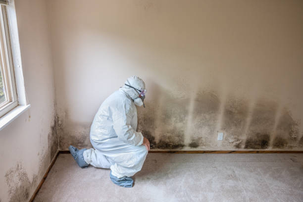 Professional Mold Removal in La Luz, NM