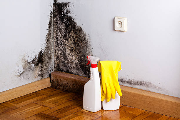 Best Certified Mold Removal  in La Luz, NM
